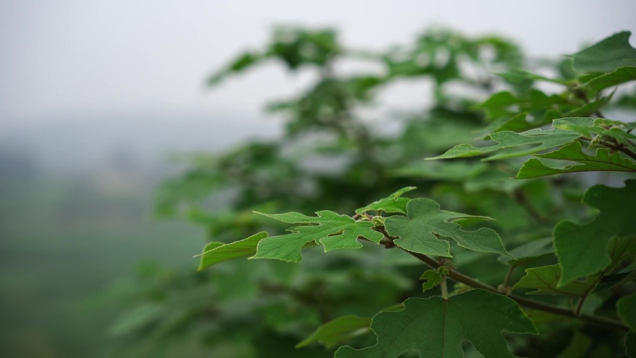 动·叶
