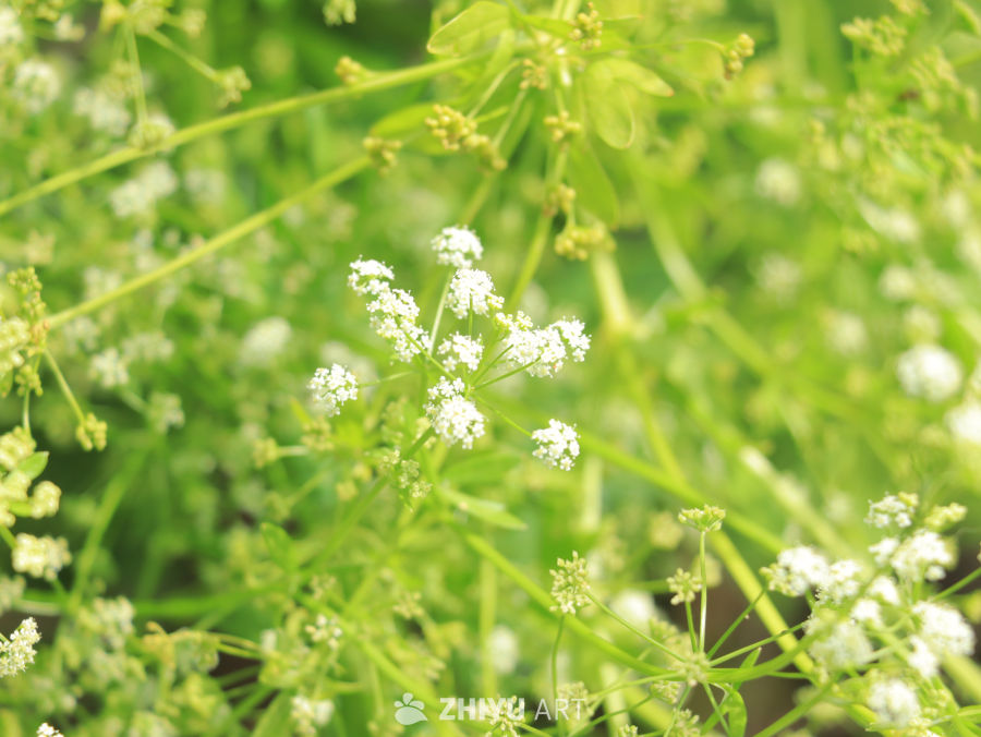 田野中的白花