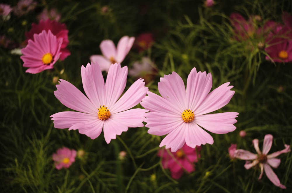 双生花