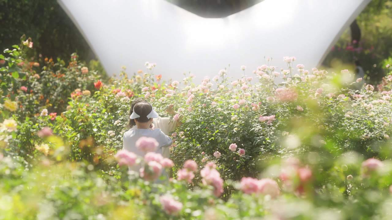 行人在玫瑰花丛中拍照