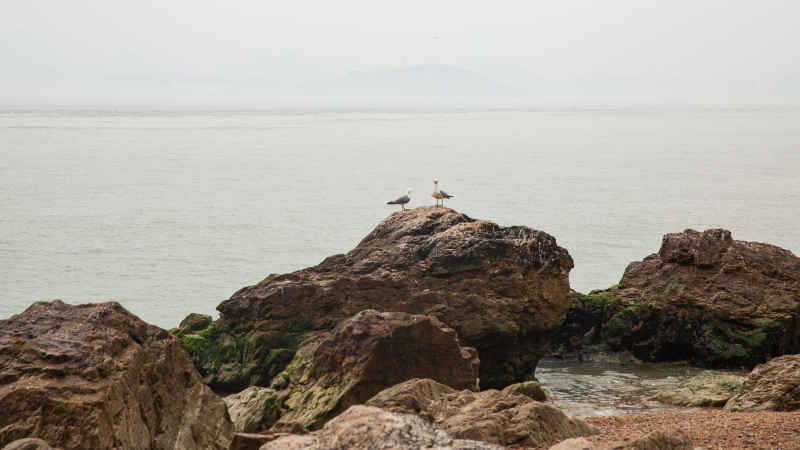 威海海驴岛海鸥 8