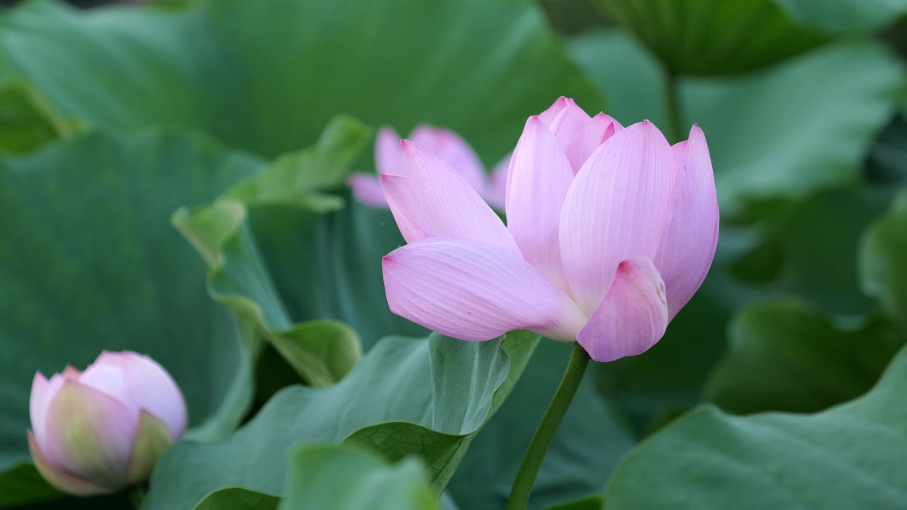 荷花 32