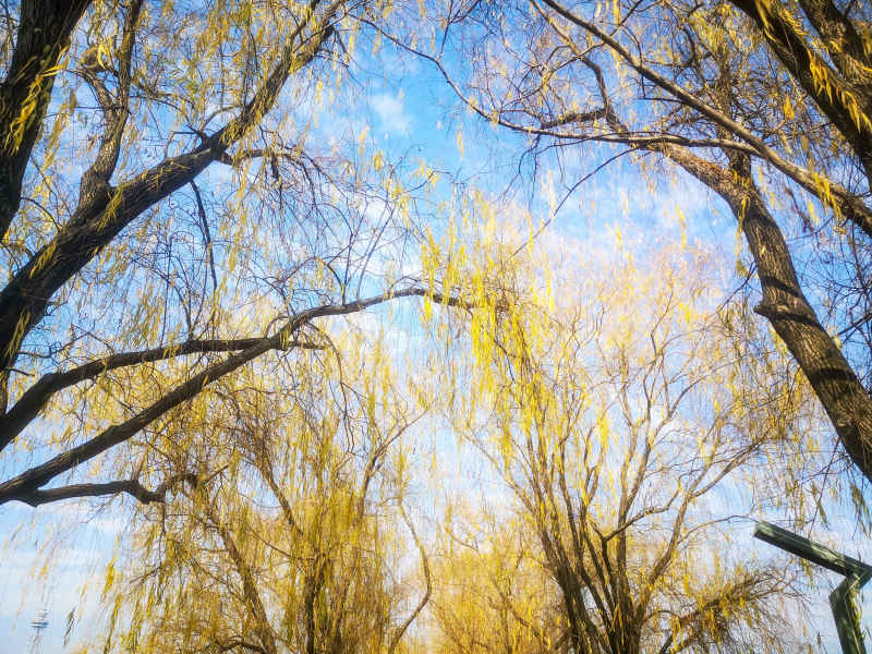 蓝天下秋天枯黄树叶植物摄影图  