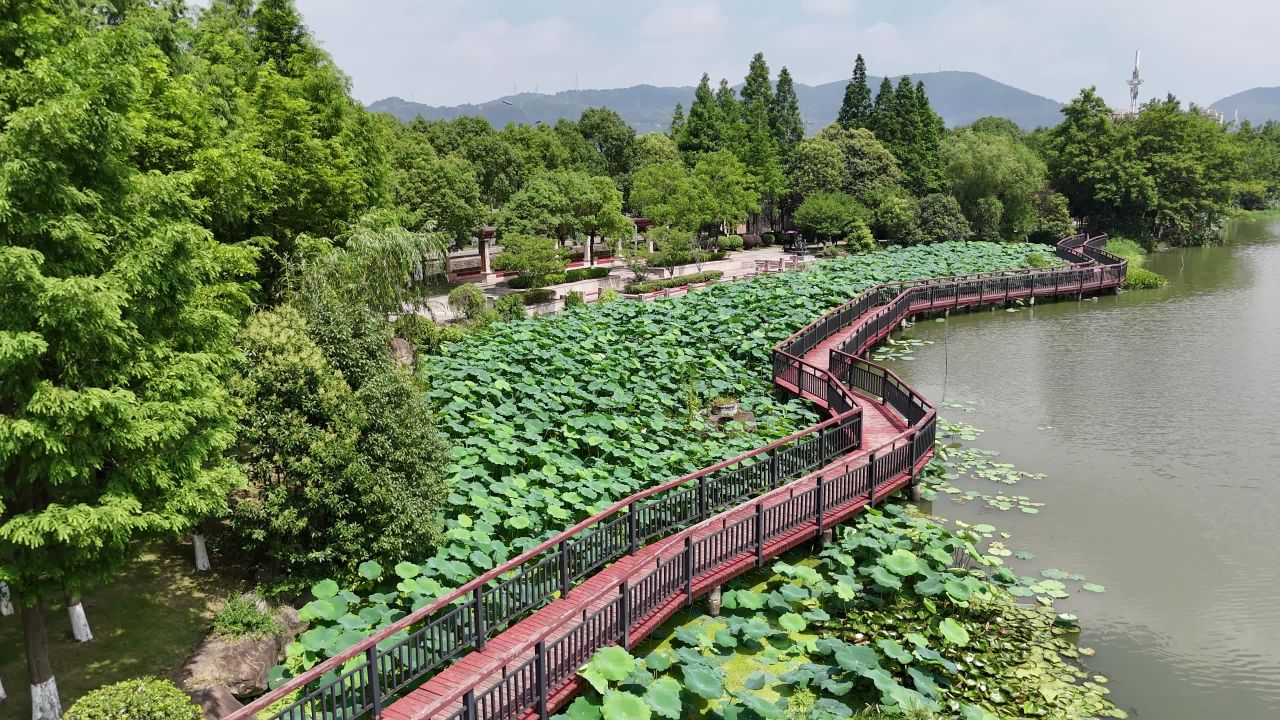 湖畔莲叶木栈道