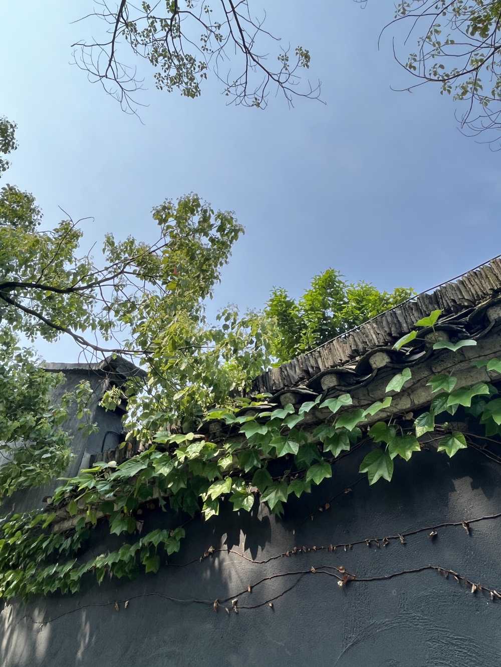 墙上绿阴