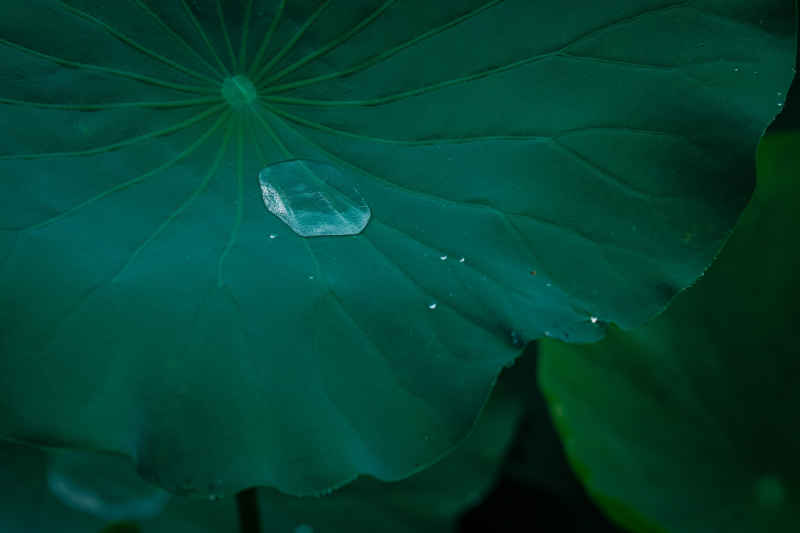 夏雨荷 1