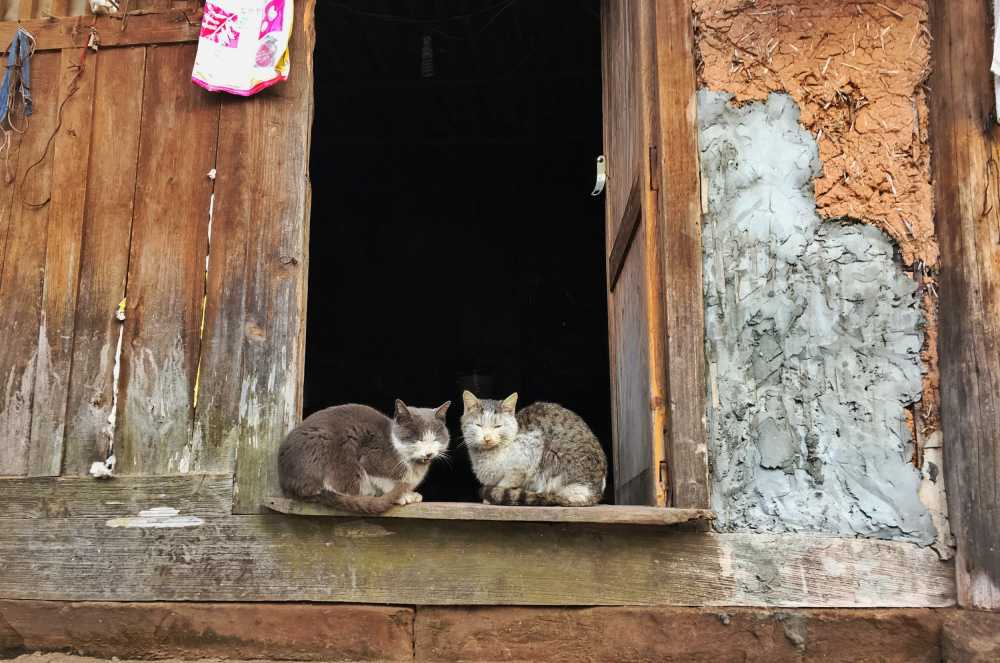 蹲在门槛上两只相互取暖的猫咪