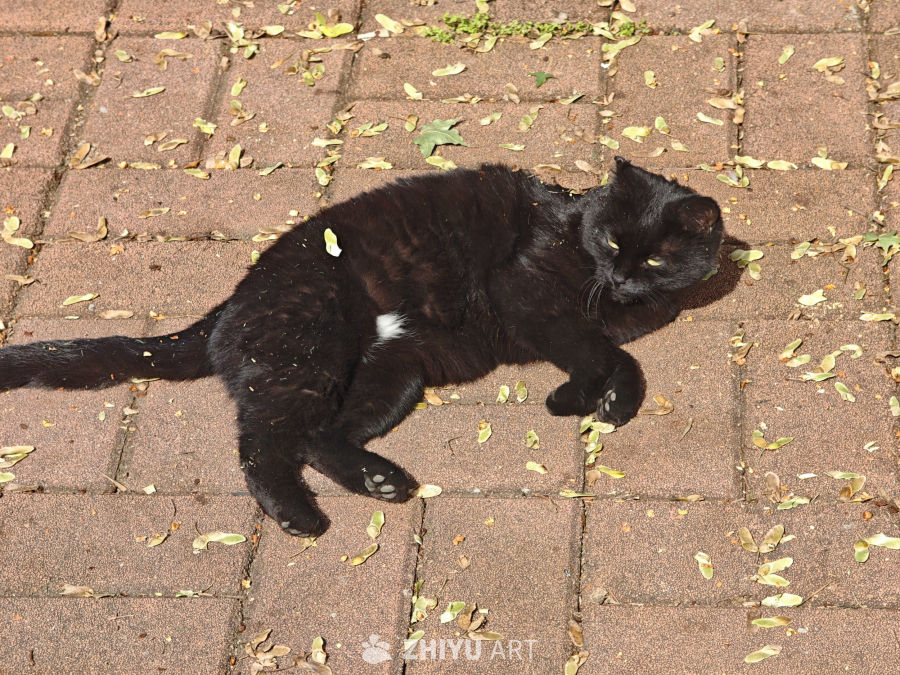 秋日黑猫躺平图