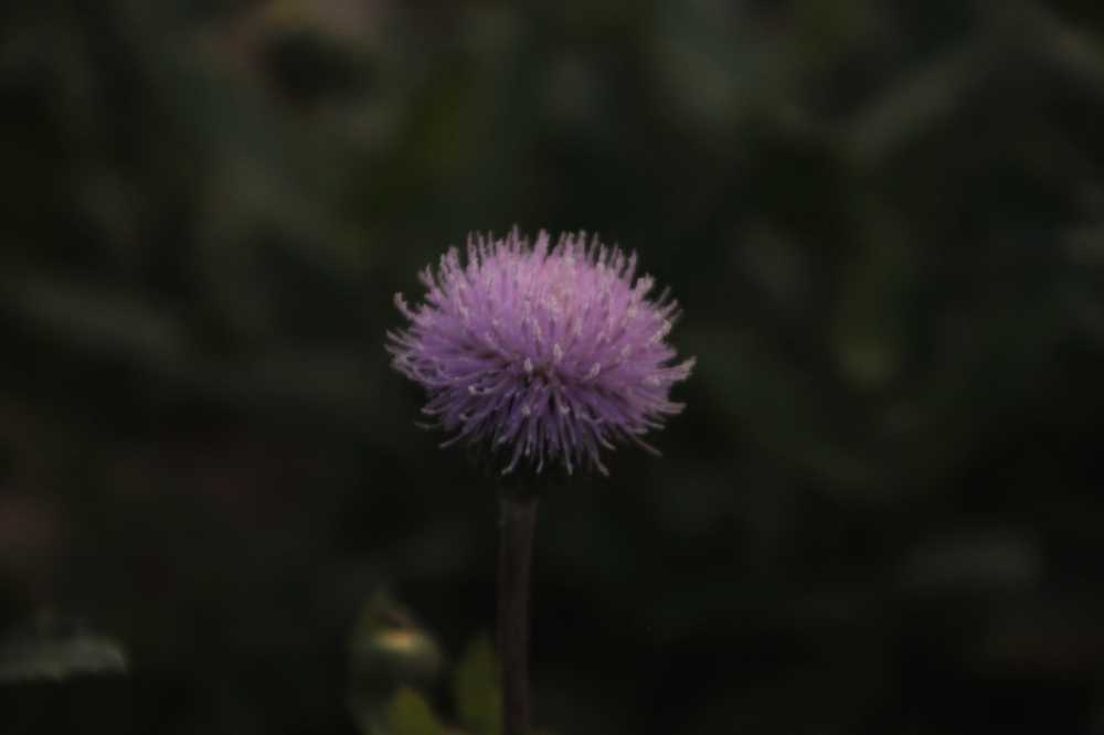 紫色的蓟花