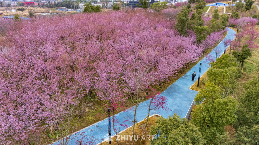 樱花盛开的公园