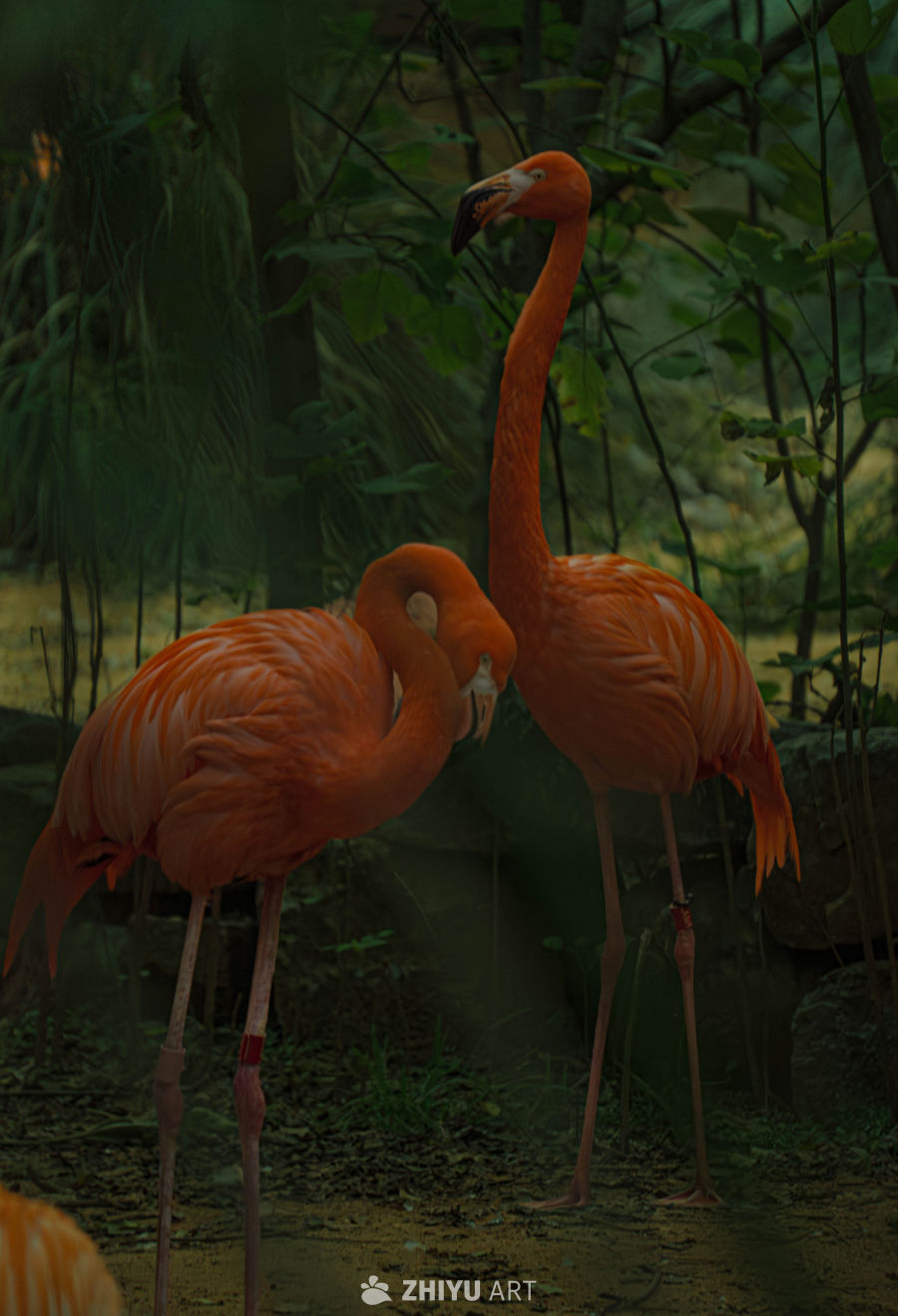两只火烈鸟的静谧时光