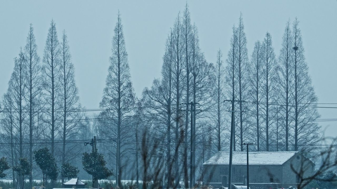 雪中小狗慢镜头升格4K实拍空镜