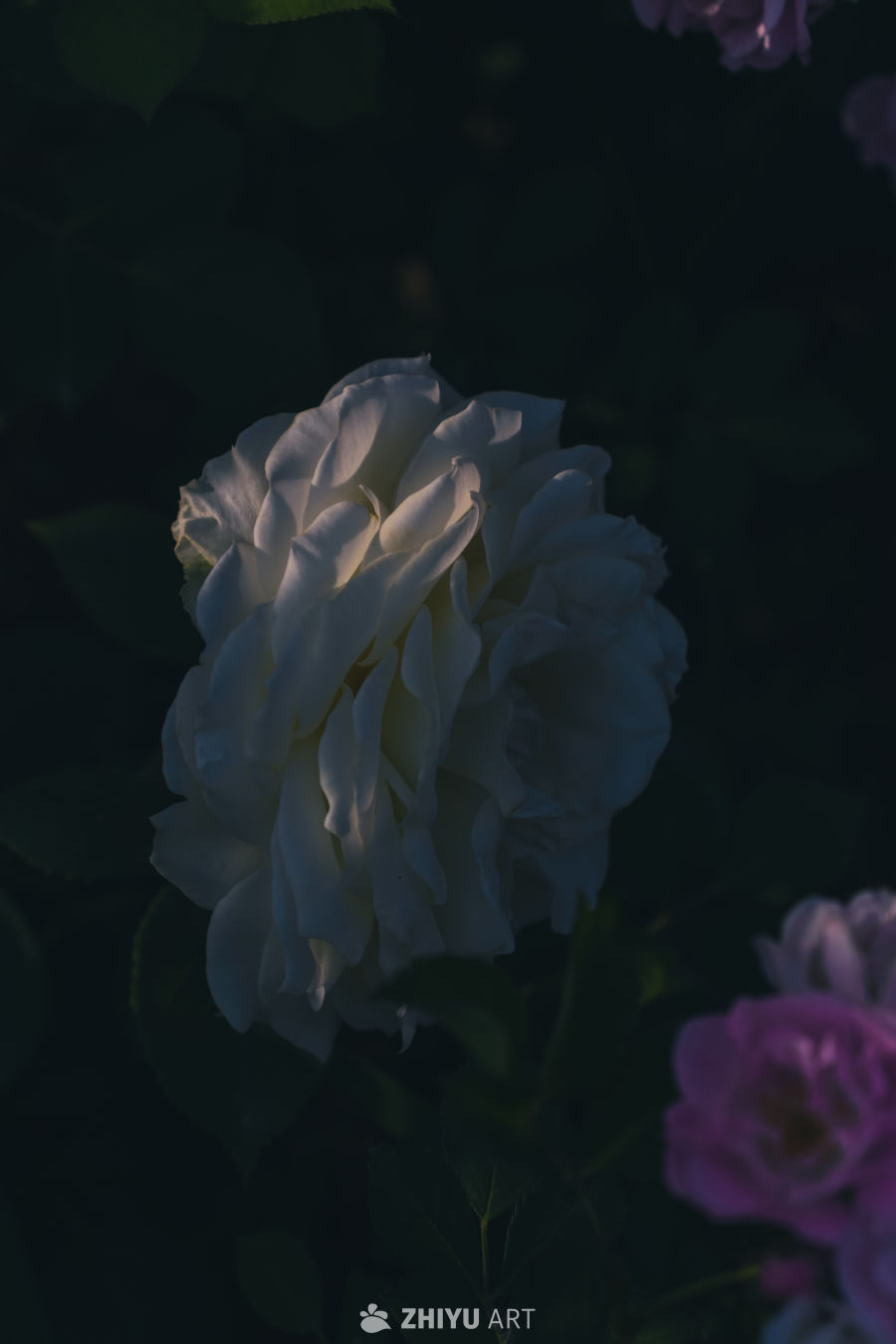 暗光中的白玫瑰