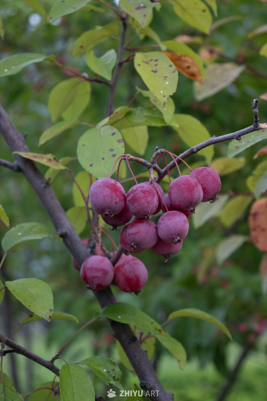红果绿叶秋意浓