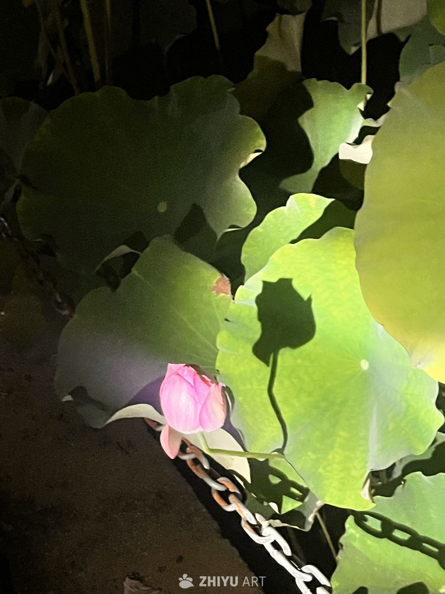 夜色中的莲花与绿叶