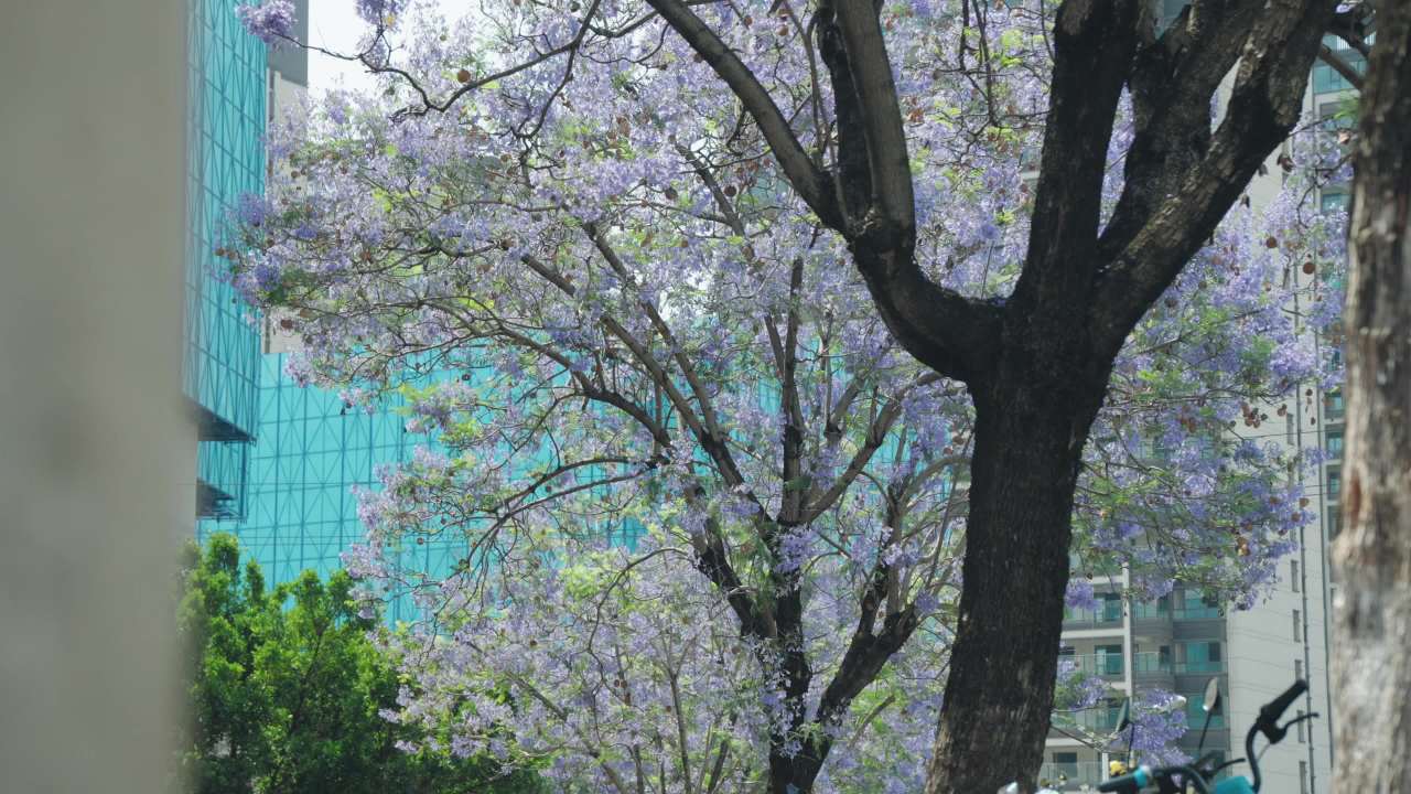 城市中的紫花树