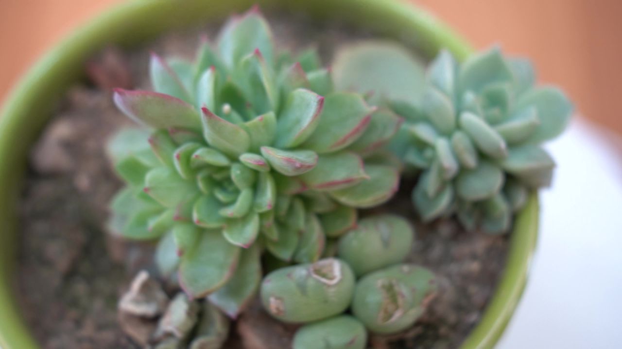 大自然花草植物 