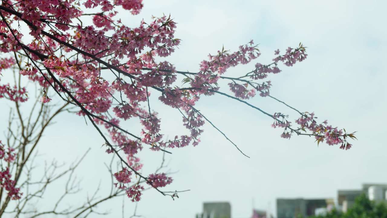春日樱花绽放