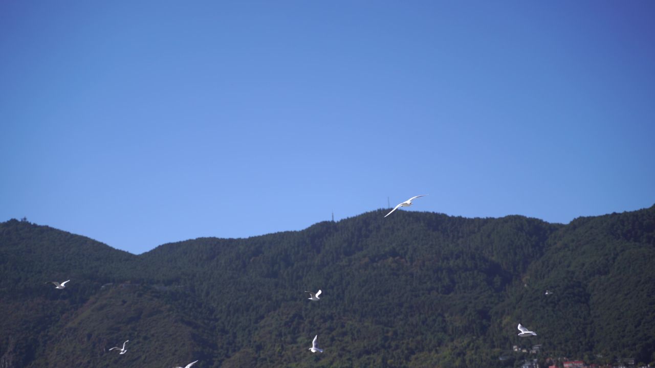昆明海埂大坝海鸥