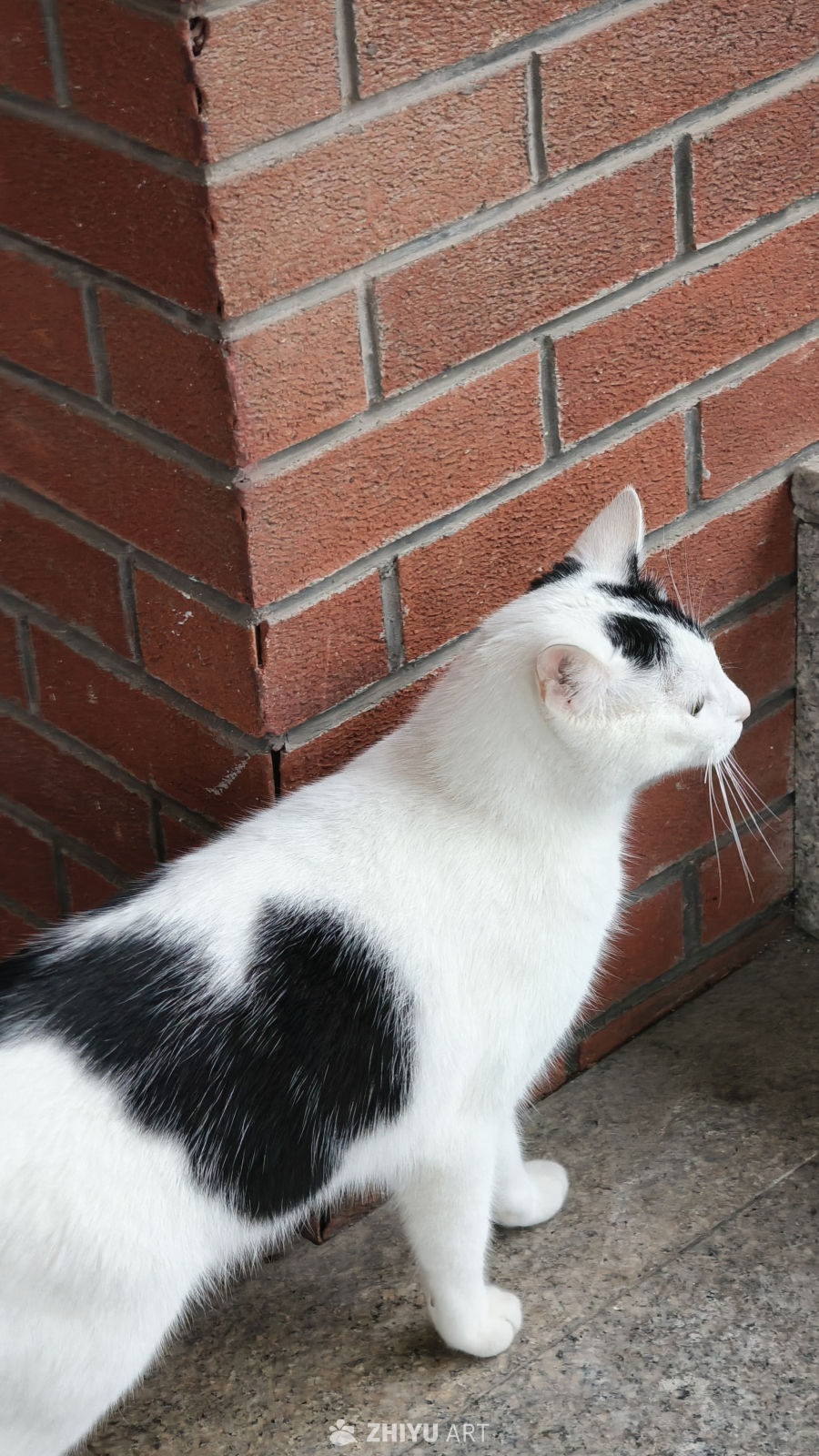 可爱的小猫