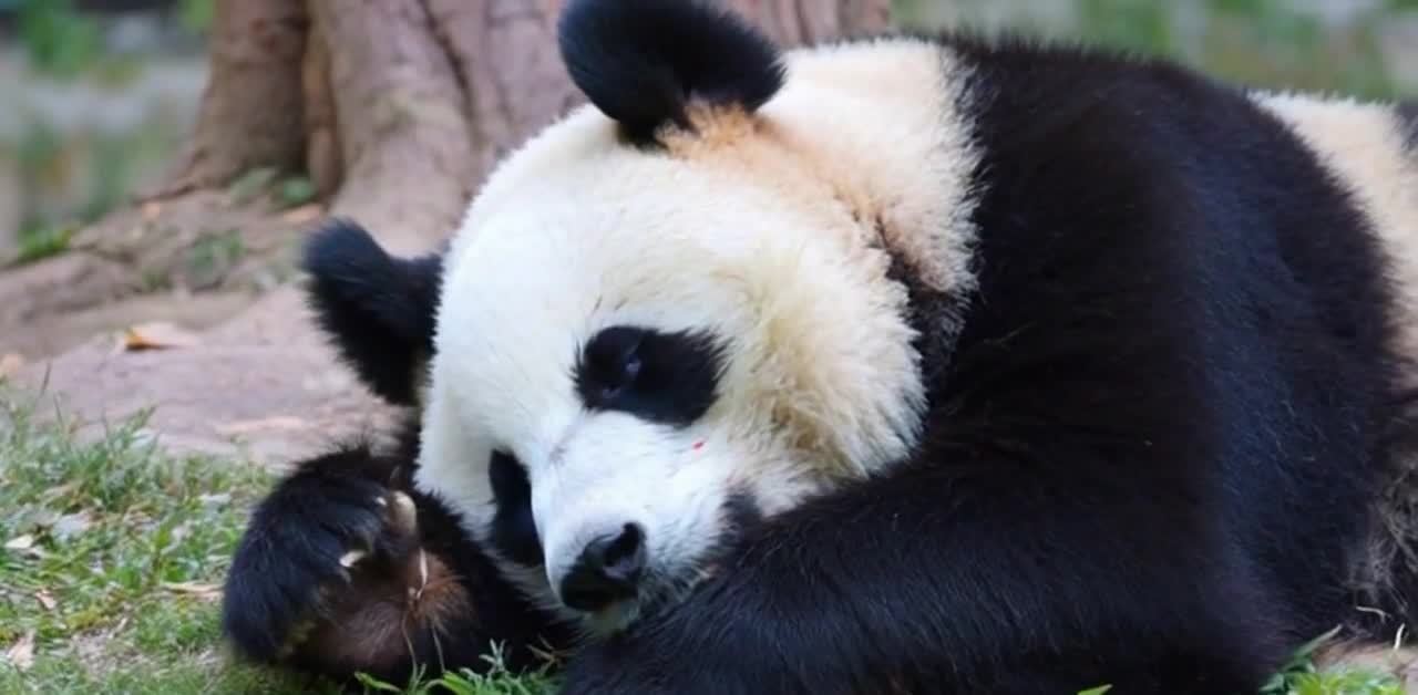 熊猫草地午睡：黑白萌兽的惬意时光