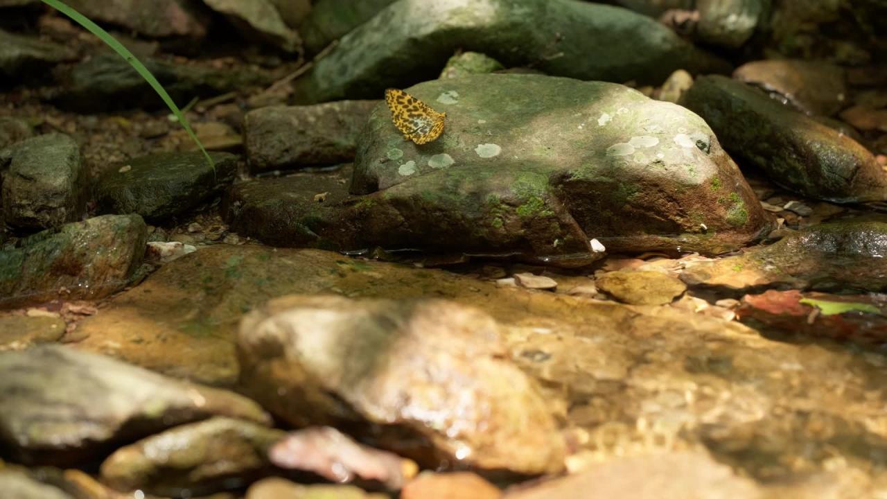 山泉水矿泉水潺潺小溪流水瀑布 37