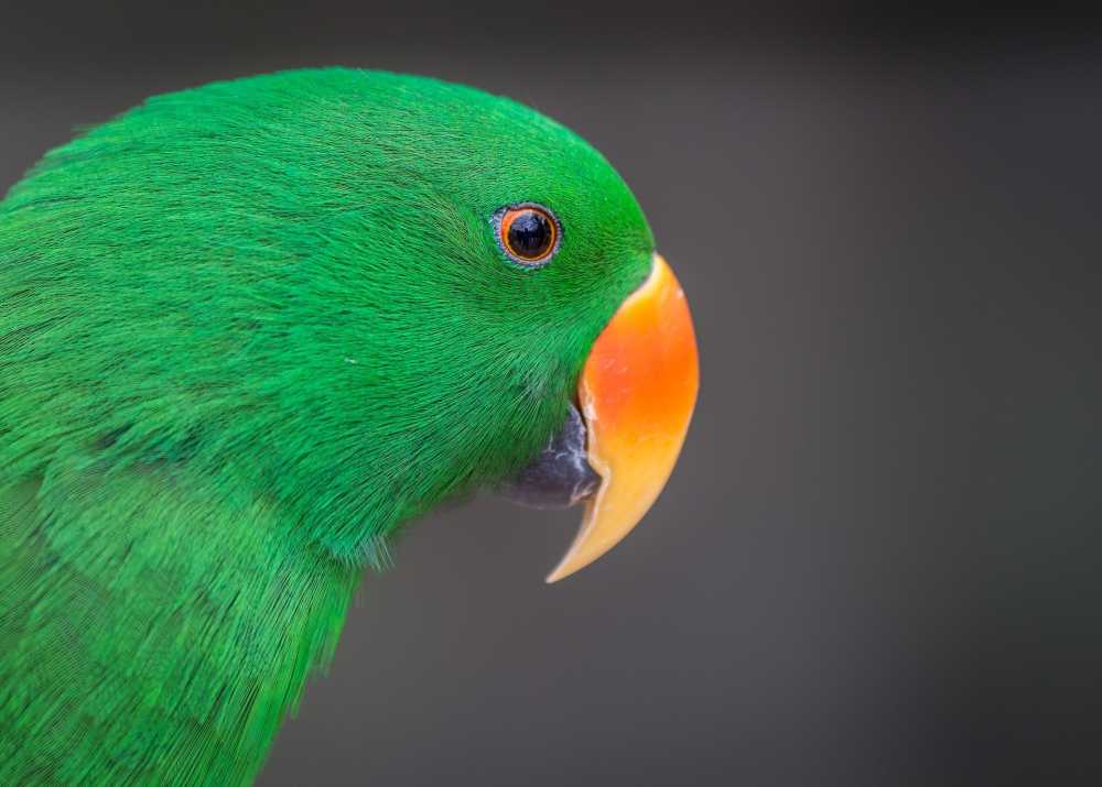 绿色鸟鹦鹉羽毛