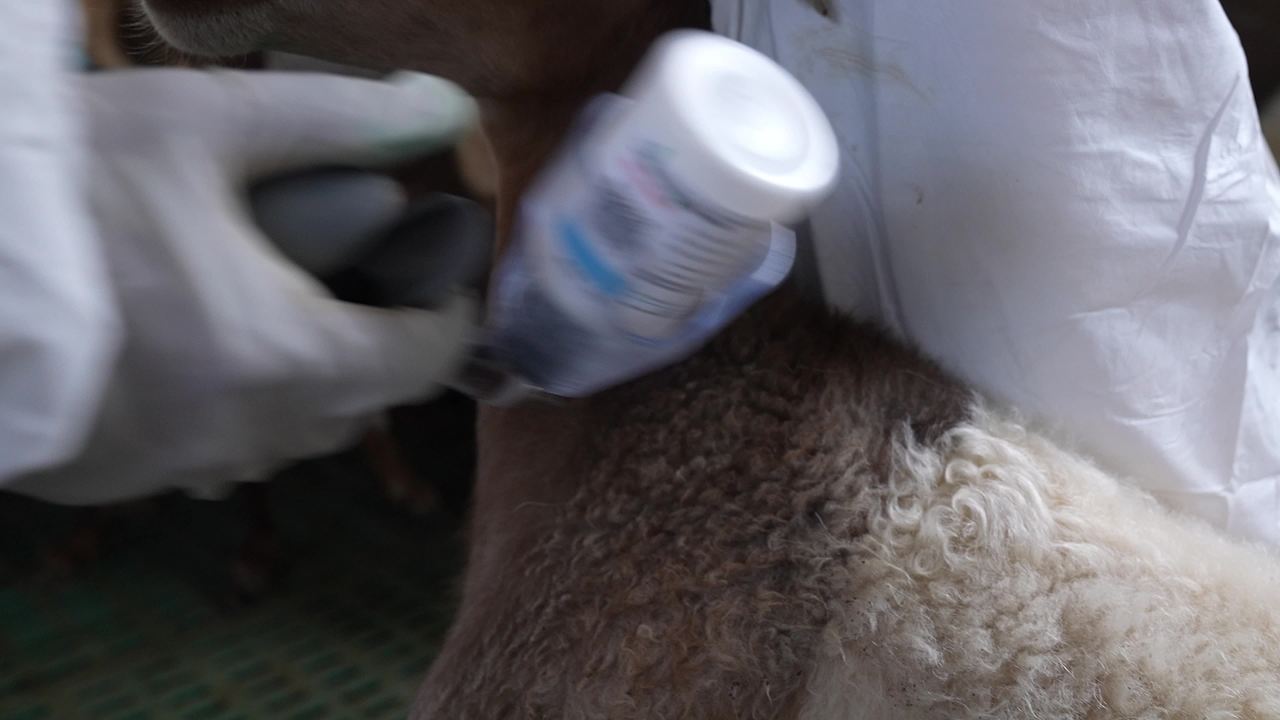 山羊养殖防疫工作