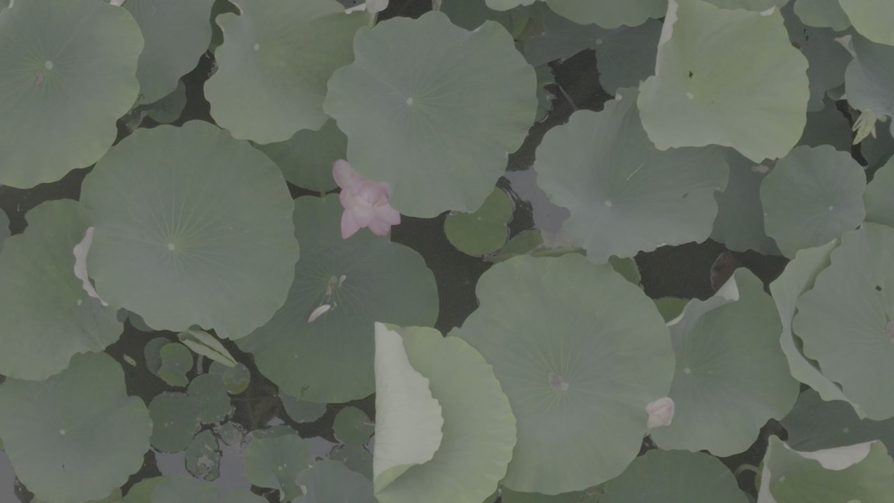 荷塘静谧