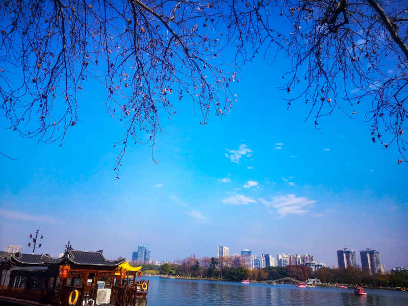 蓝天下枯树枝掉落树叶秋景摄图  