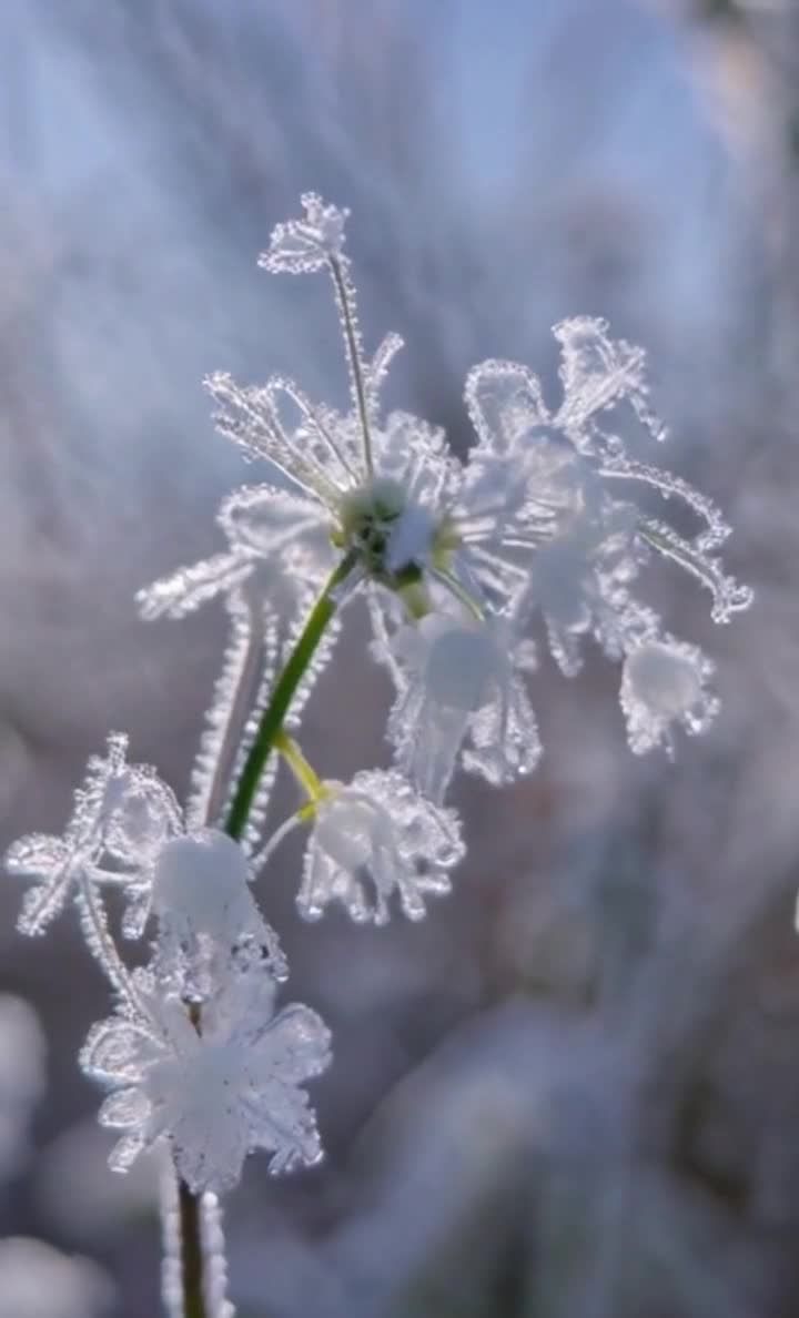 霜花微观：冰晶簇拥，细节清晰，白色花朵柔美绽放。