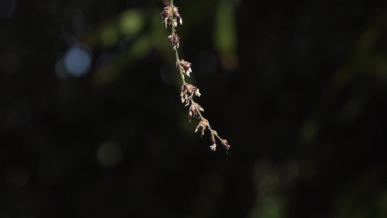 植物界的奇观竹子开花 14