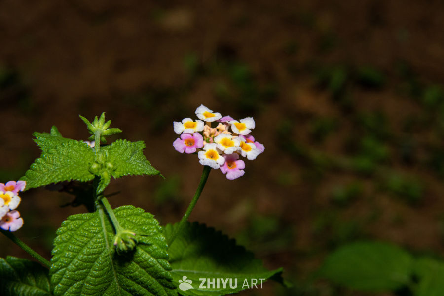 中药材与药材花 83