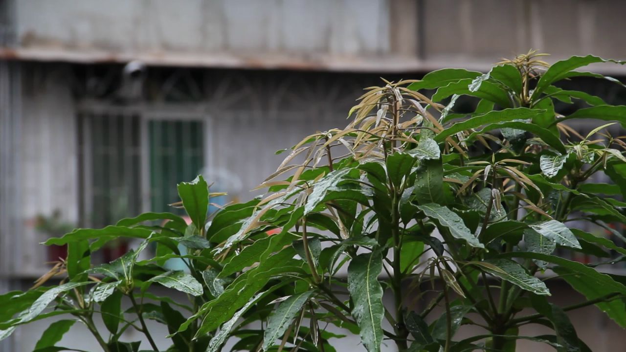 端午雨后的芒果树嫩叶