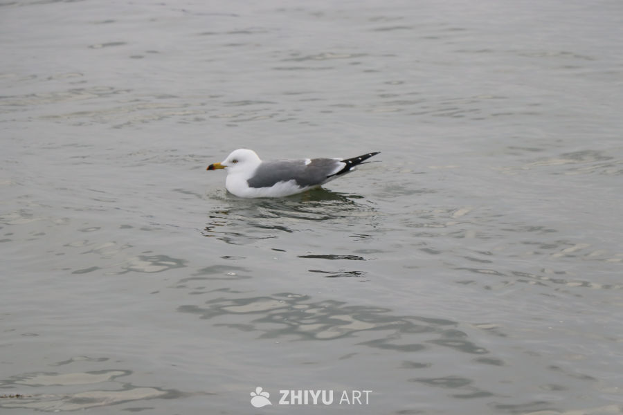 人生的意义，在于空闲时去码头整点海鸥与薯条🍟