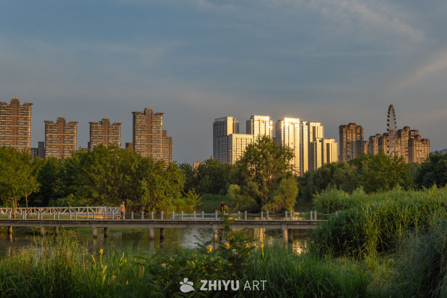 古楼荷花 23