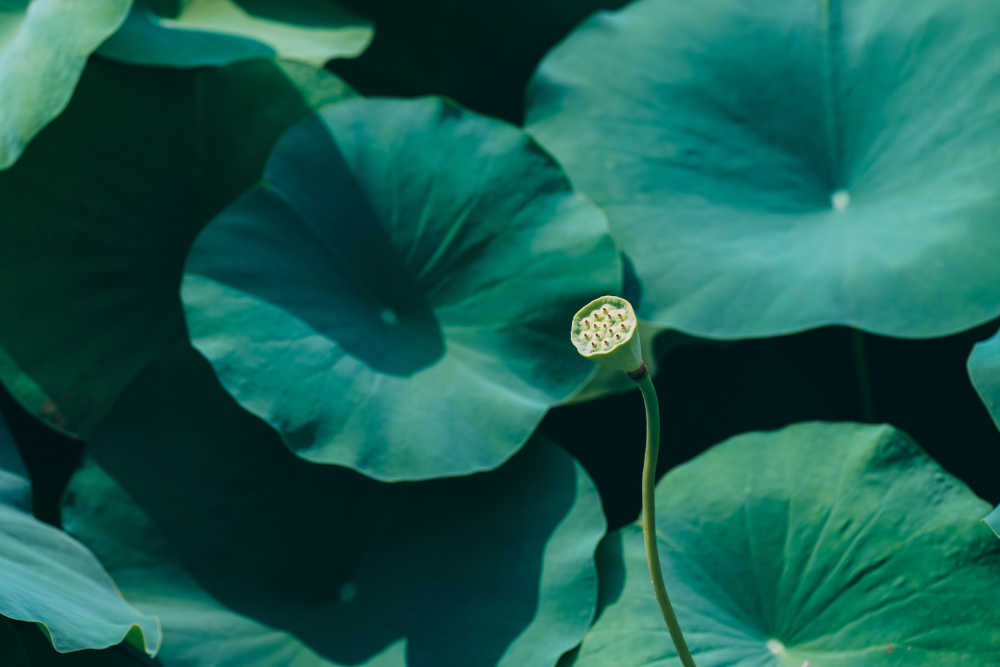 夏荷