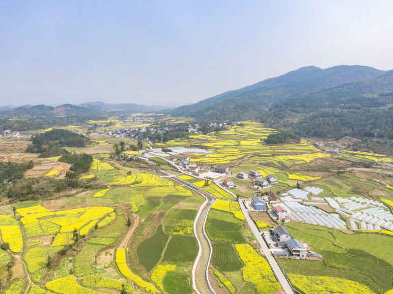 美丽乡村金黄油菜花盛开航拍摄影图 