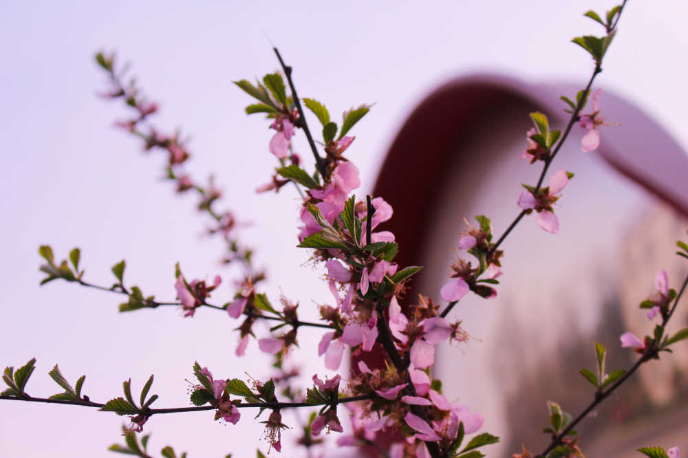 鲜花