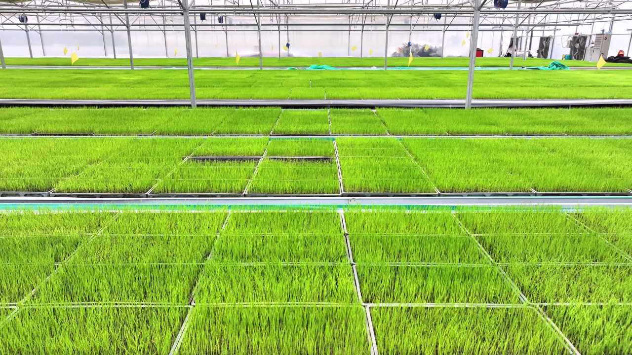 4k水稻秧苗 水稻育秧  育秧大棚 