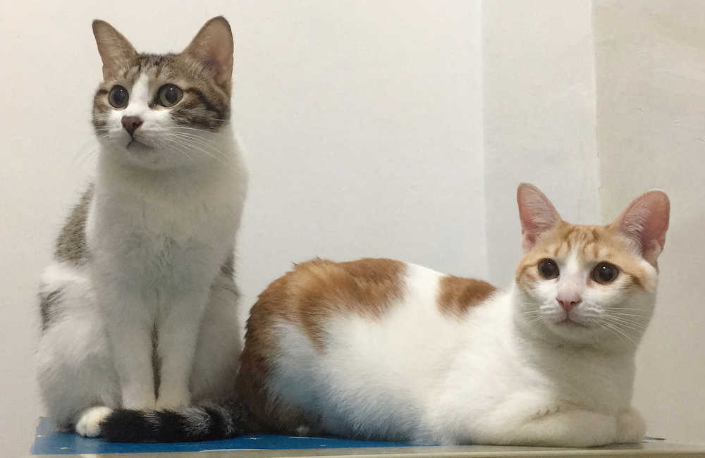 宠物猫