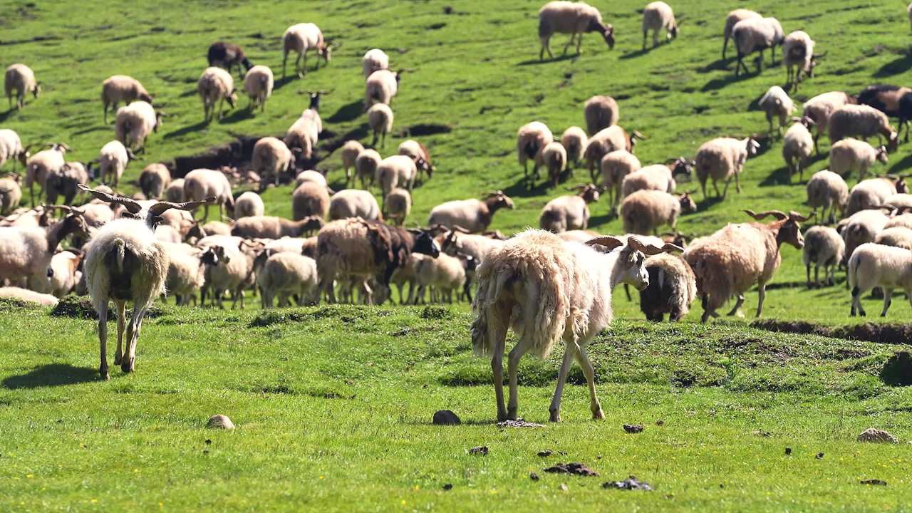牧民放羊高山草坡