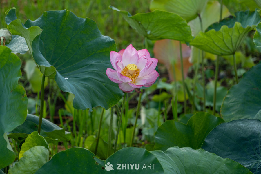 荷花 20