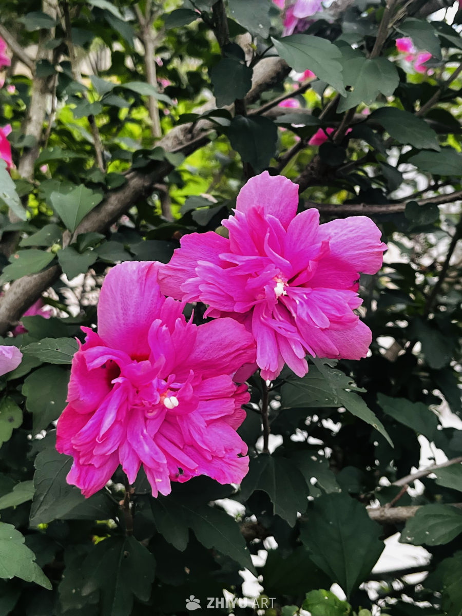粉红花海中的宁静时光