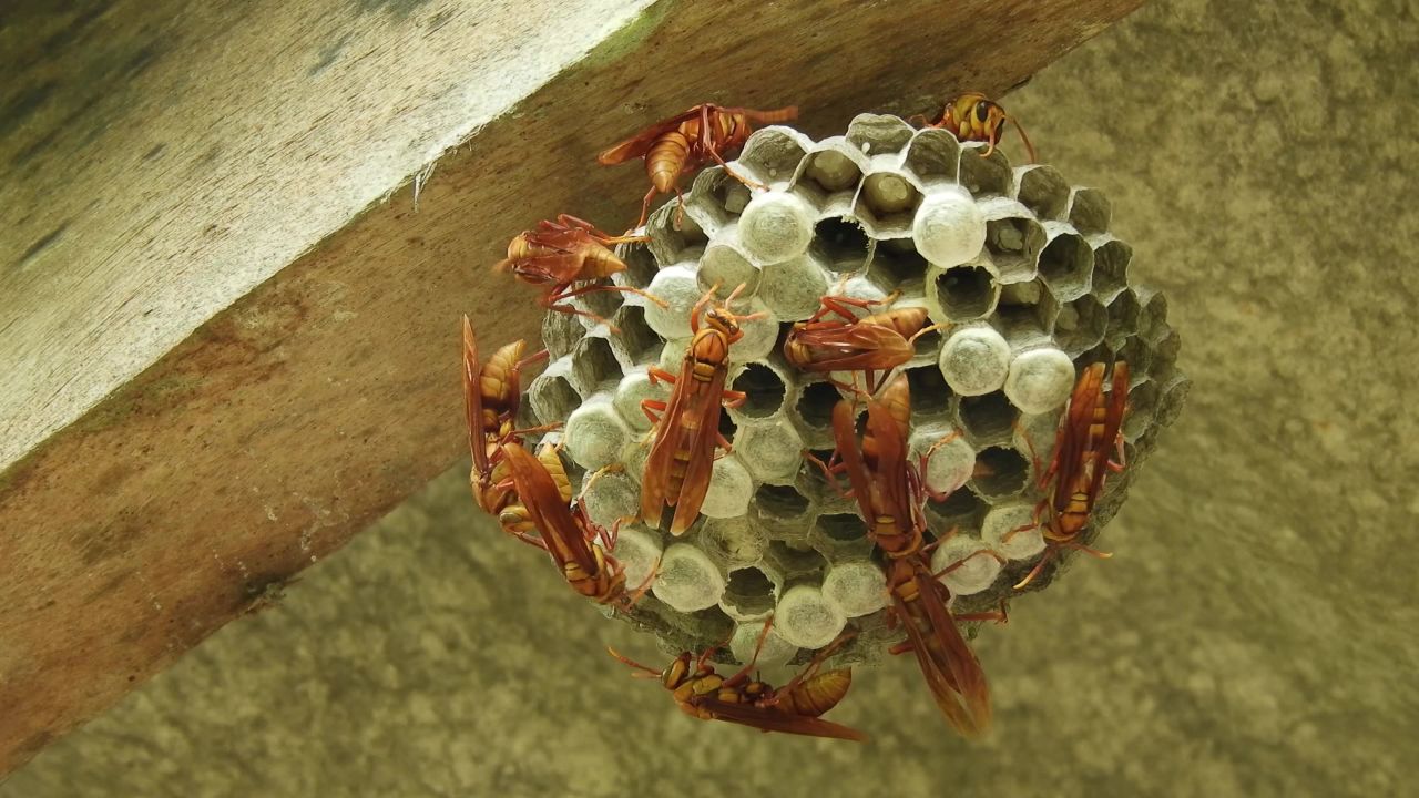 黄蜂蜂房昆虫巢