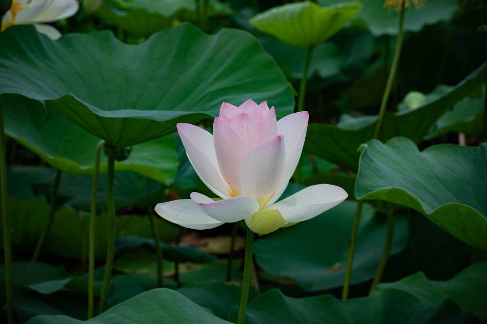 荷花