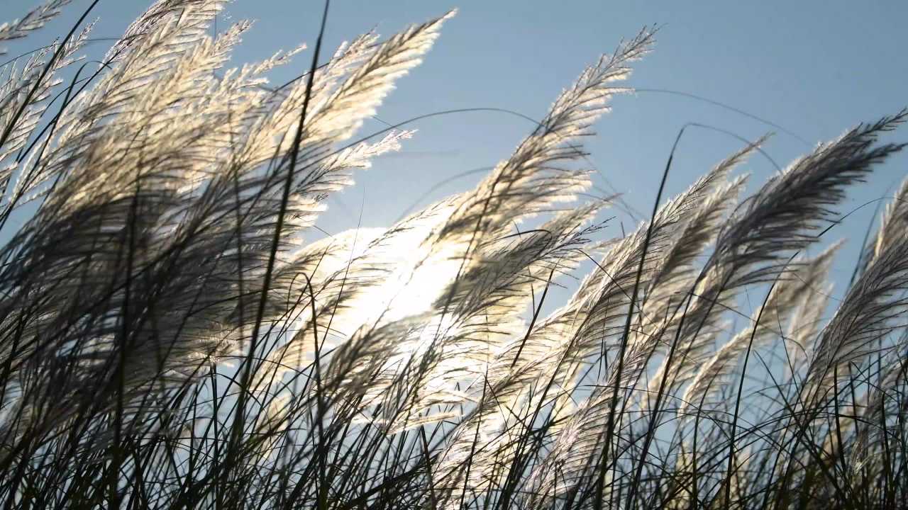 4k夕阳下 唯美芦苇风中飘摇 伤感意境