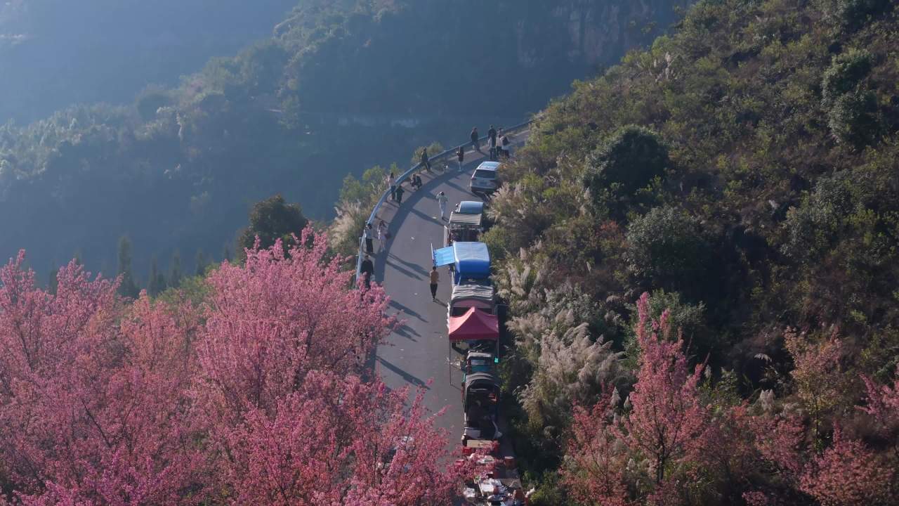 山间樱花道