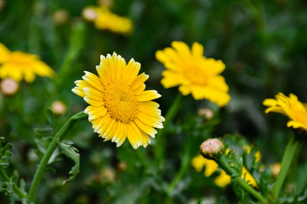 花草植物 1