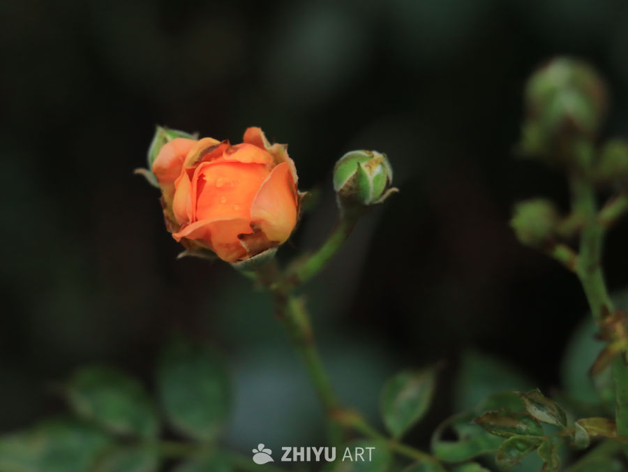 雨后绽放的橙色花蕾